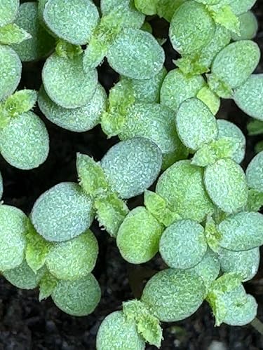 Artemisia Annua Saatgut in Bioqualitt aus Demeter Anbau (1000 Korn) :  Amazon.de: Garten