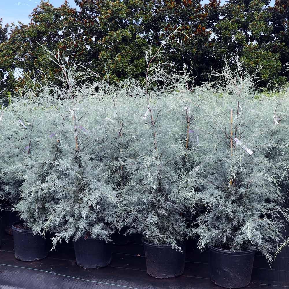 Brighter Blooms - Carolina Sapphire Cypress Tree, 3-4 ft. - No Shipping to AK, AZ, HI