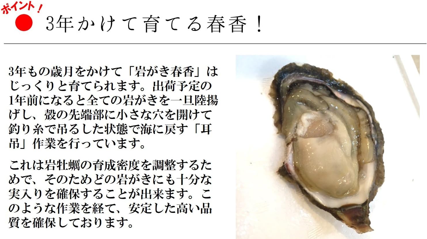 島根半島 隠岐の島 牡蠣 Lサイズ 岩ガキ 殻付き 約2 2kg 岩牡蠣 6個前後 海士町産 春香 360g 400g以上 生牡蠣 殻付生牡蠣 生カキ 生ガキ カキ かき