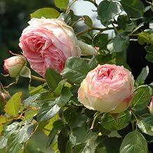 RedCrocus Eden's Climbing Rose- Fragrant, Vigorous Flowering Rose for Trellises & Arbors, Attracts Pollinators, Deer Resistant, Ideal for Garden Walls and Fences 3 Gallon