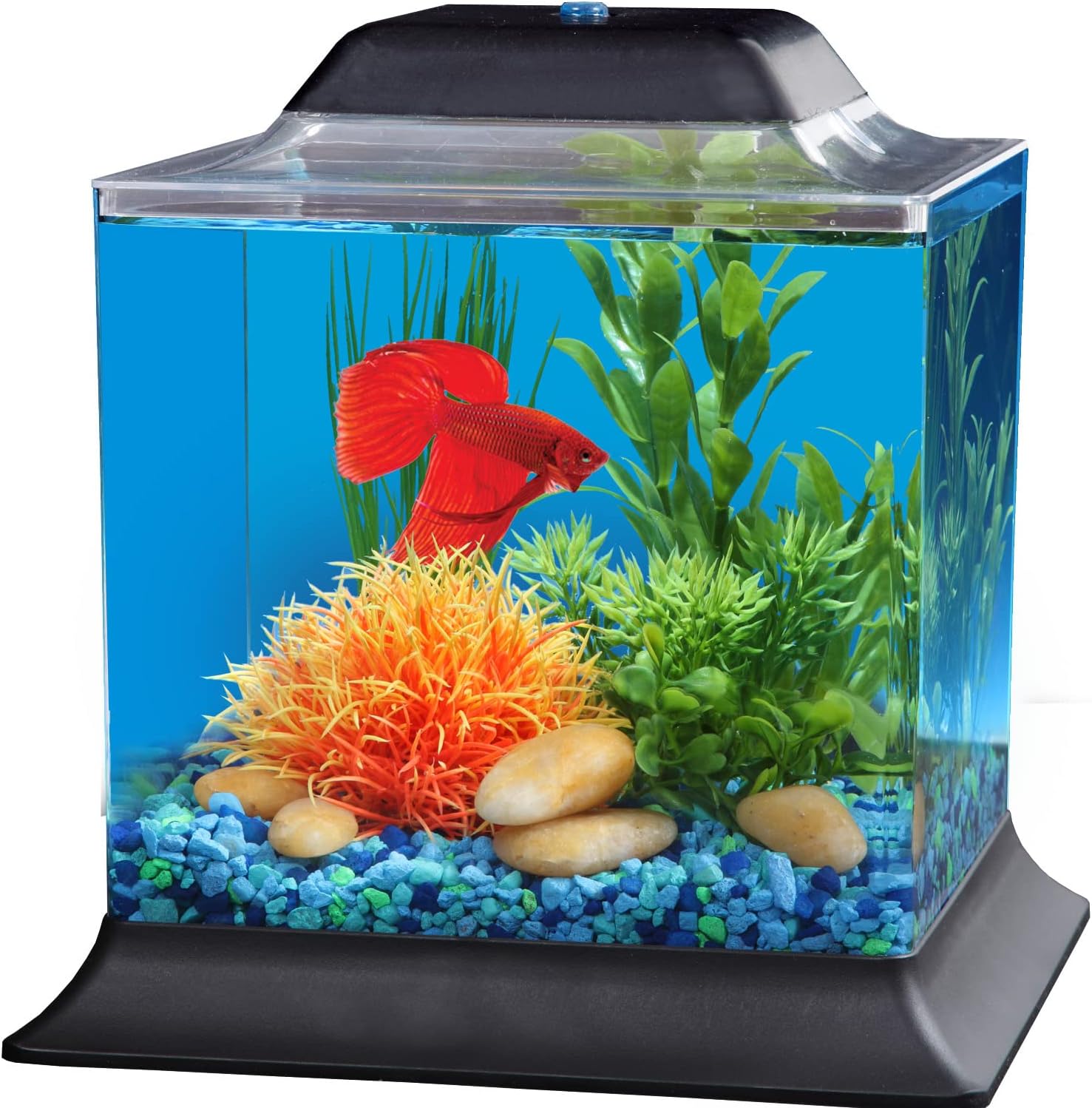 betta fish products