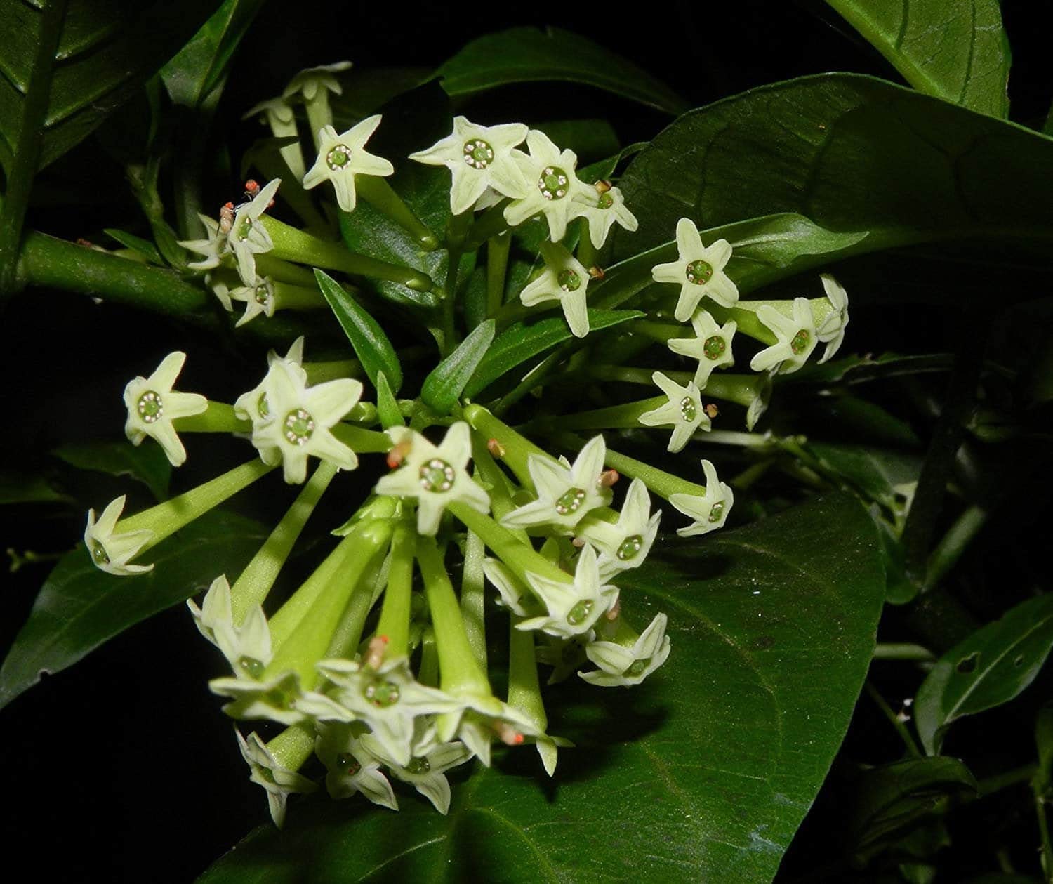 See full amazon price history chart for Mphmi Live Plant Nursery NCR Night blooming jasmine Raat Ki Rani, Raat Rani, Night Blooming Jasmine - Plant Mphmi Live Plant Nursery NCR Night blooming jasmine Raat Ki Rani, Raat Rani, Night Blooming Jasmine - Plant (B0C373QQ7S) Amazon Price History, Amazon Price Tracker