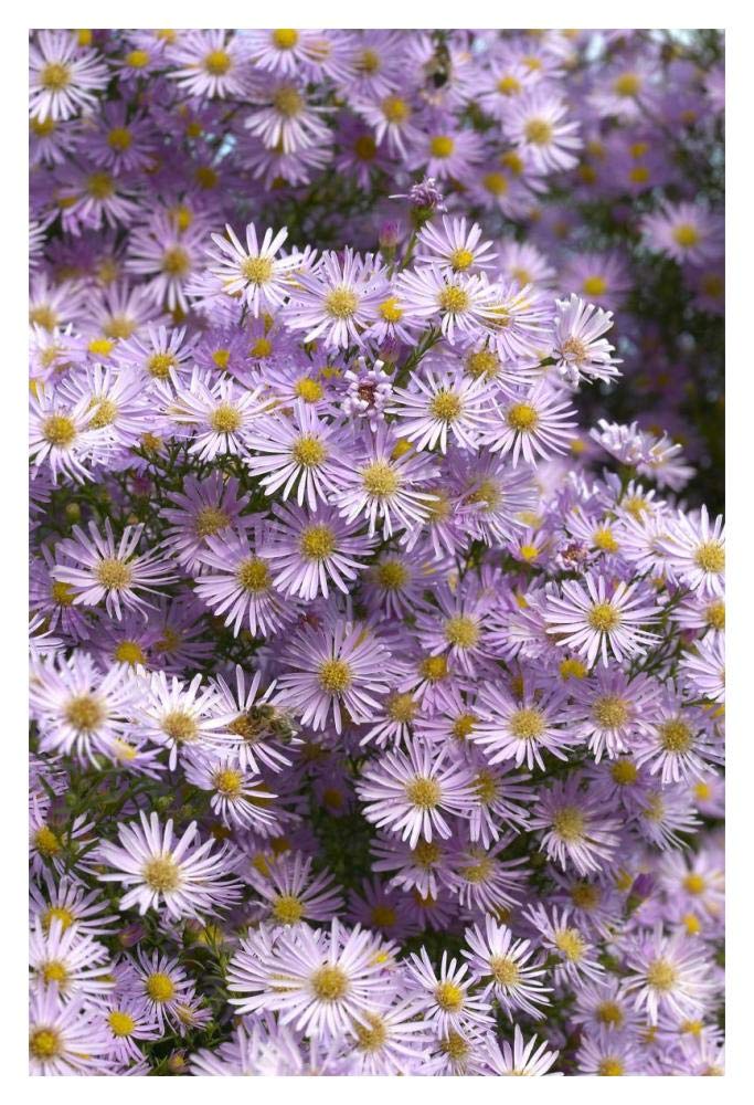 Aster rose étoile variété fleurs-papier Art-35,6 x 50,8 cm
