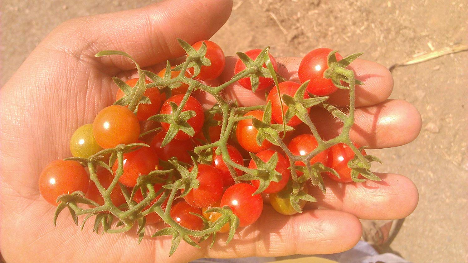 Creative Farmer Vegetable Seeds Small Cherry Tomato Lycopersicon Seeds - Cherry Tomato ?Seeds Seeds Exotic Home Garden Seeds (B07N487R2M) Amazon Price History, Amazon Price Tracker
