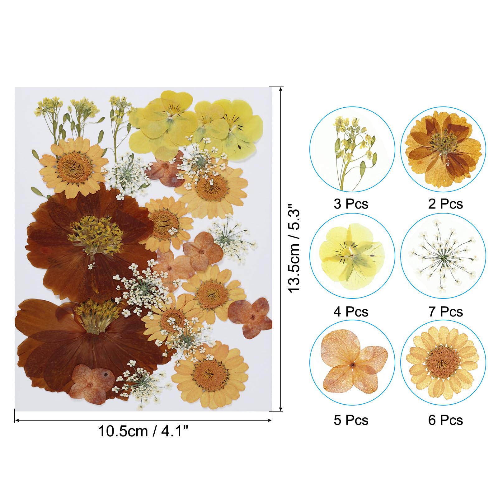 PATIKIL Dried Pressed Flowers - Image 2