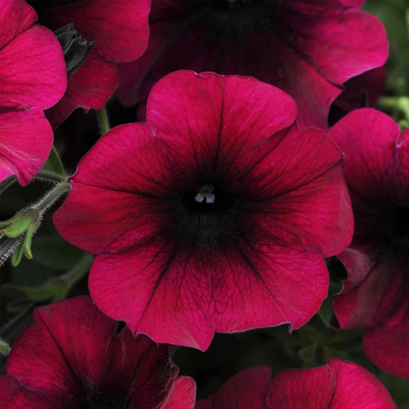 Petunia - Easy Wave Flower Garden Seed - 100 Pelleted Seeds - Burgundy Velour Blooms