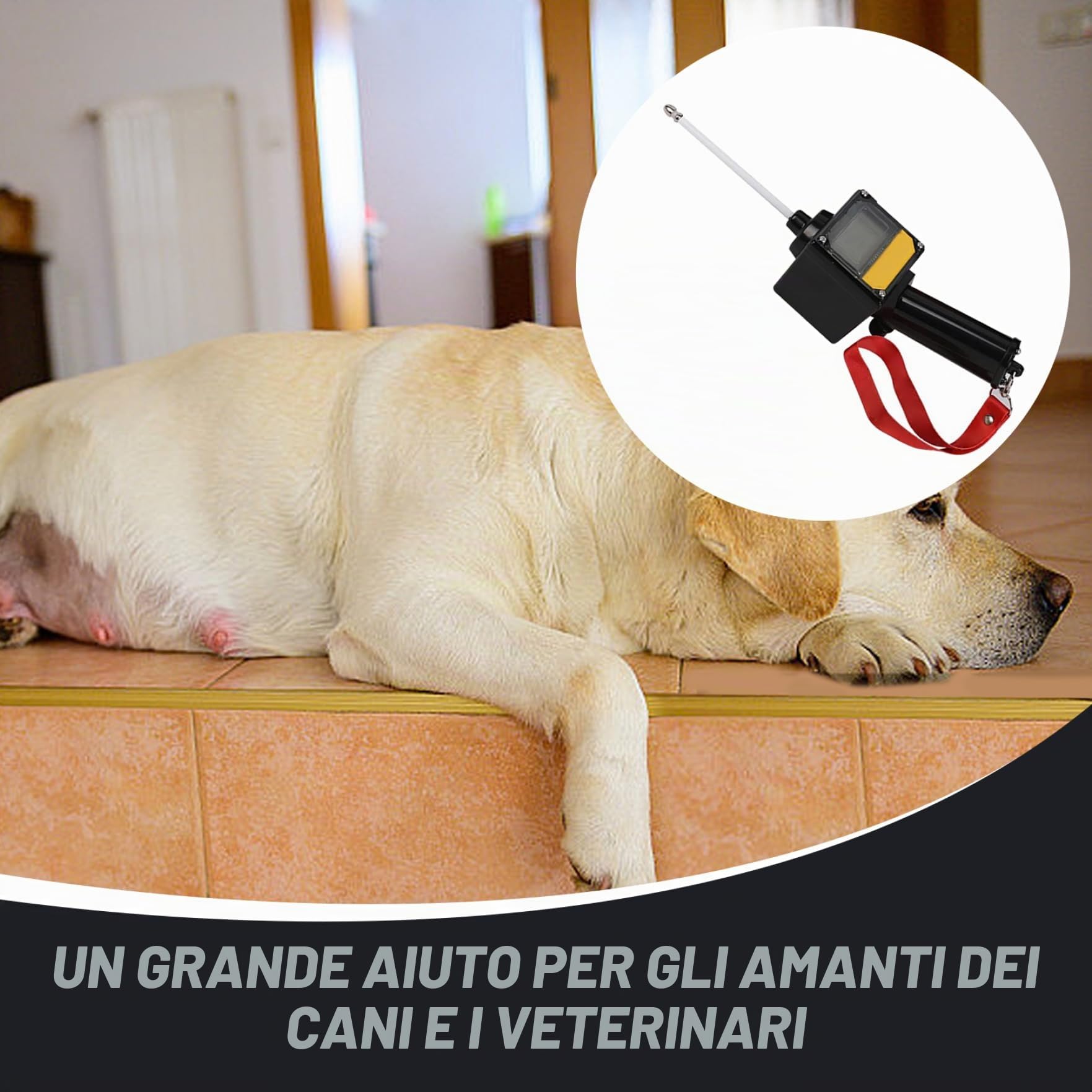 Rilevatore di ovulazione del cane 2 LCD Test del progesterone impermeabile per cani con sonda magnetica e cordino a batteria a batteria Dog Gravidanza Test di allevamento di cani, rilevatore di ovula