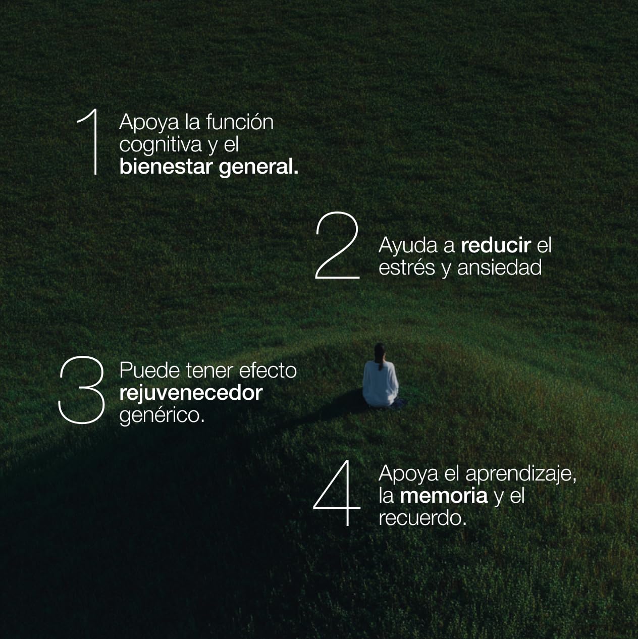 ZZEN Calm - Ashwagandha KSM-66 de 600 mg con Azafrán y Melissa, Extracto de la Raíz de Withania Somnifera, 60 Cápsulas Veganas y Naturales, Suplemento Adaptógeno