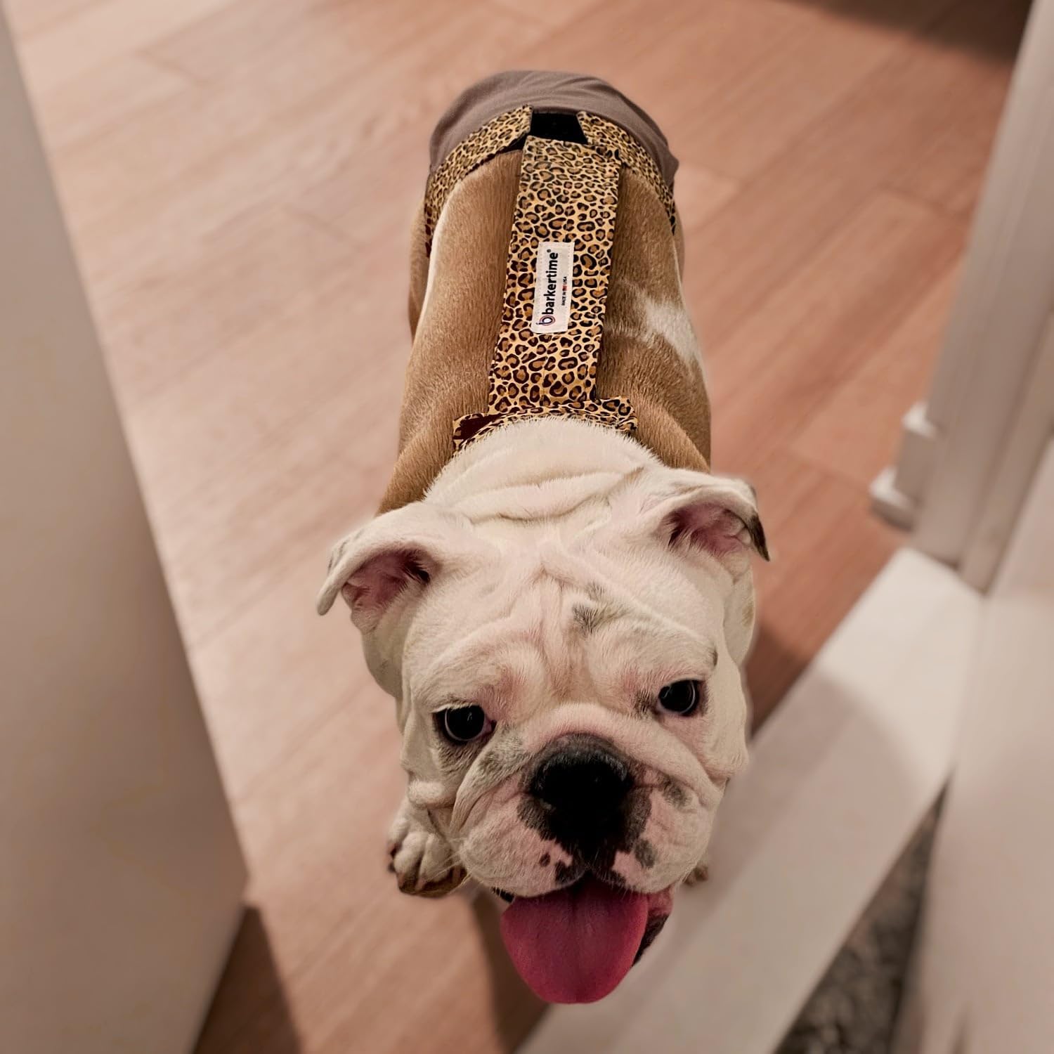 Leopard on Beige Dog Diaper Overall, S, with Tail Hole - Made in USA