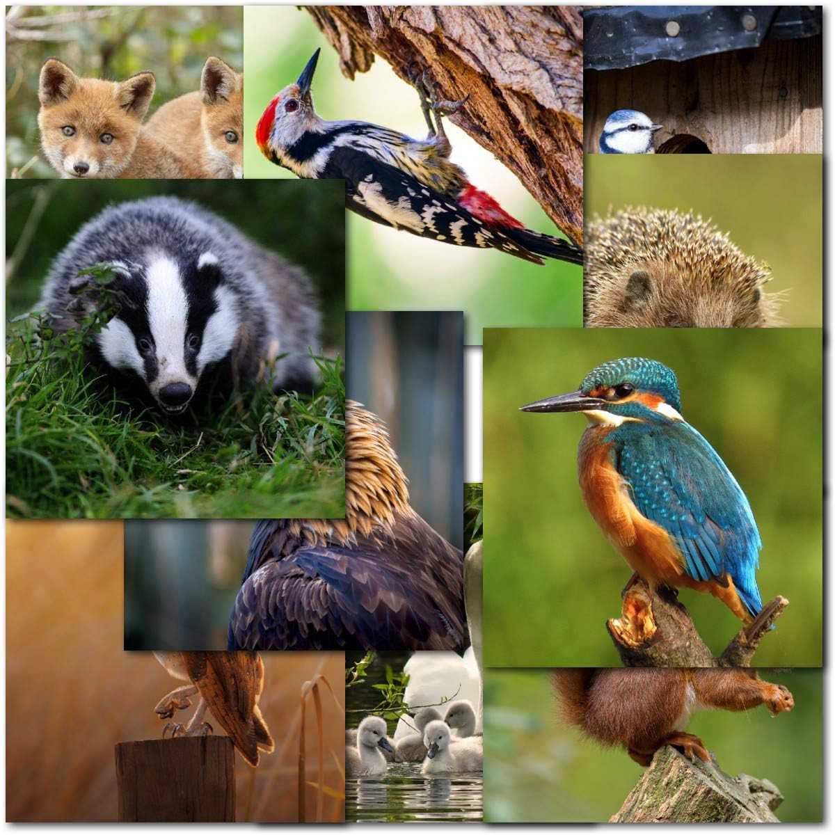 Doodlecards Pack Of 10 UK Wildlife Blank Cards Animals Birds Deer - View #9
