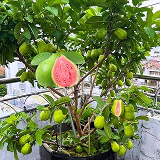 2 Guava Trees Live Plants, Fragrant Pink Guava Trees Hardy, Zones 9-11, Size 5-9 Inc Tall Very Fast-Growing, Tropical, Summer Planting