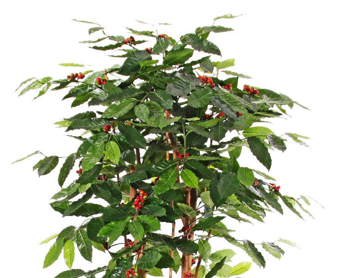 Arbre artificiel de café et grains de café et des fleurs, hauteur : 180 cm-arbre kunstbäume dekobäume artificiel