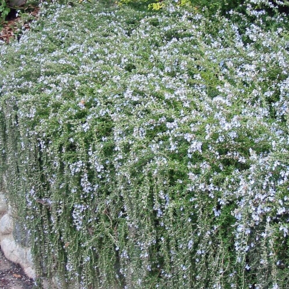 Trailing Rosemary Plant Live Rosemary Herb Perennial