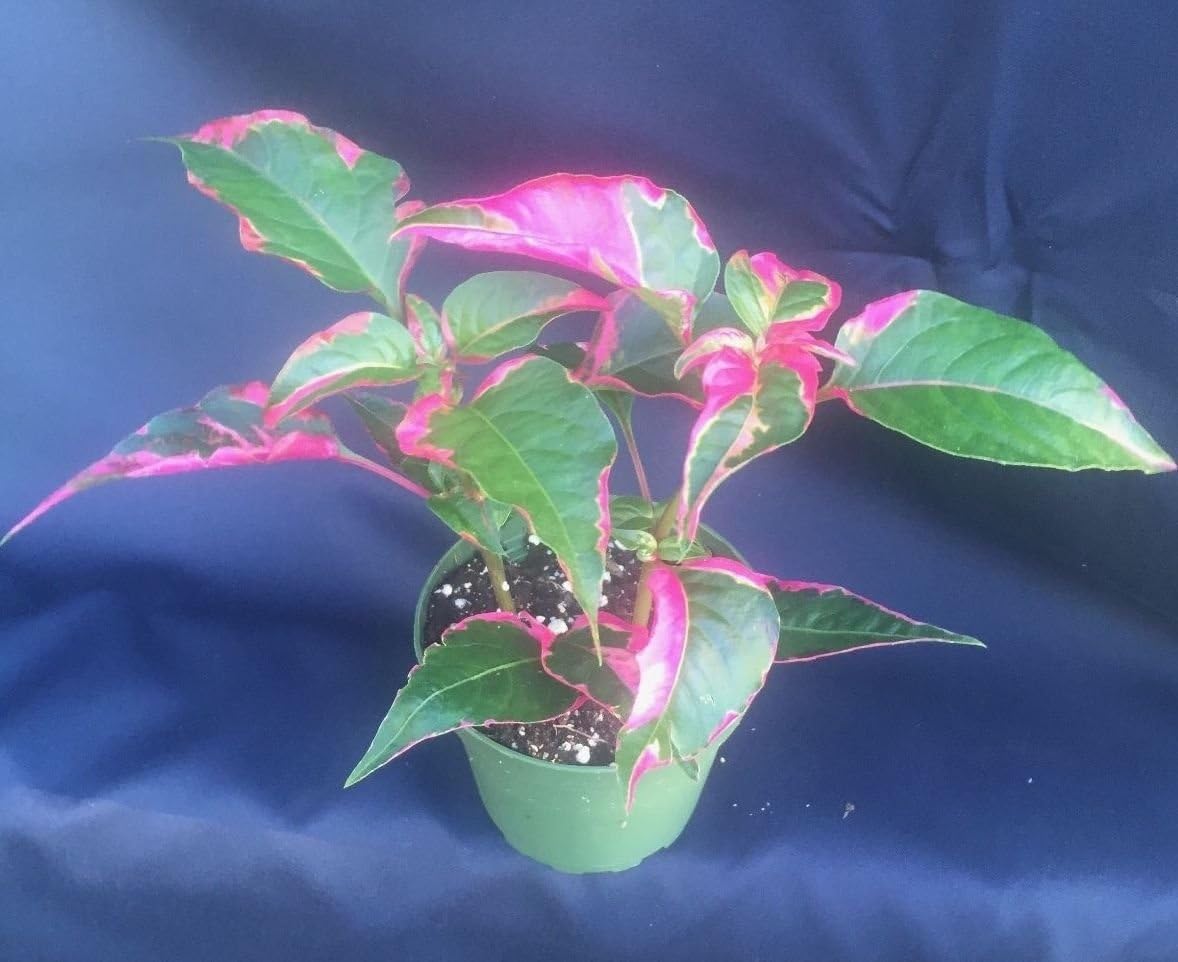 PARTY TIME ALTERNANTHERA, FUN COLORFUL EYE CATCHING PLANTS SHIPPED IN 4" POT!