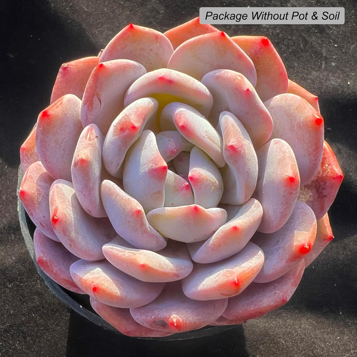 Echeveria Orange Monroe Rare Live Succulent Plants, 1 Head Pot Size 3.5" Pink Live Plant, Excludes Pot & Soil, Garden Indoor Office Desk, Wedding Party Baby Shower Decor, Gift for Plant Enthusiasts