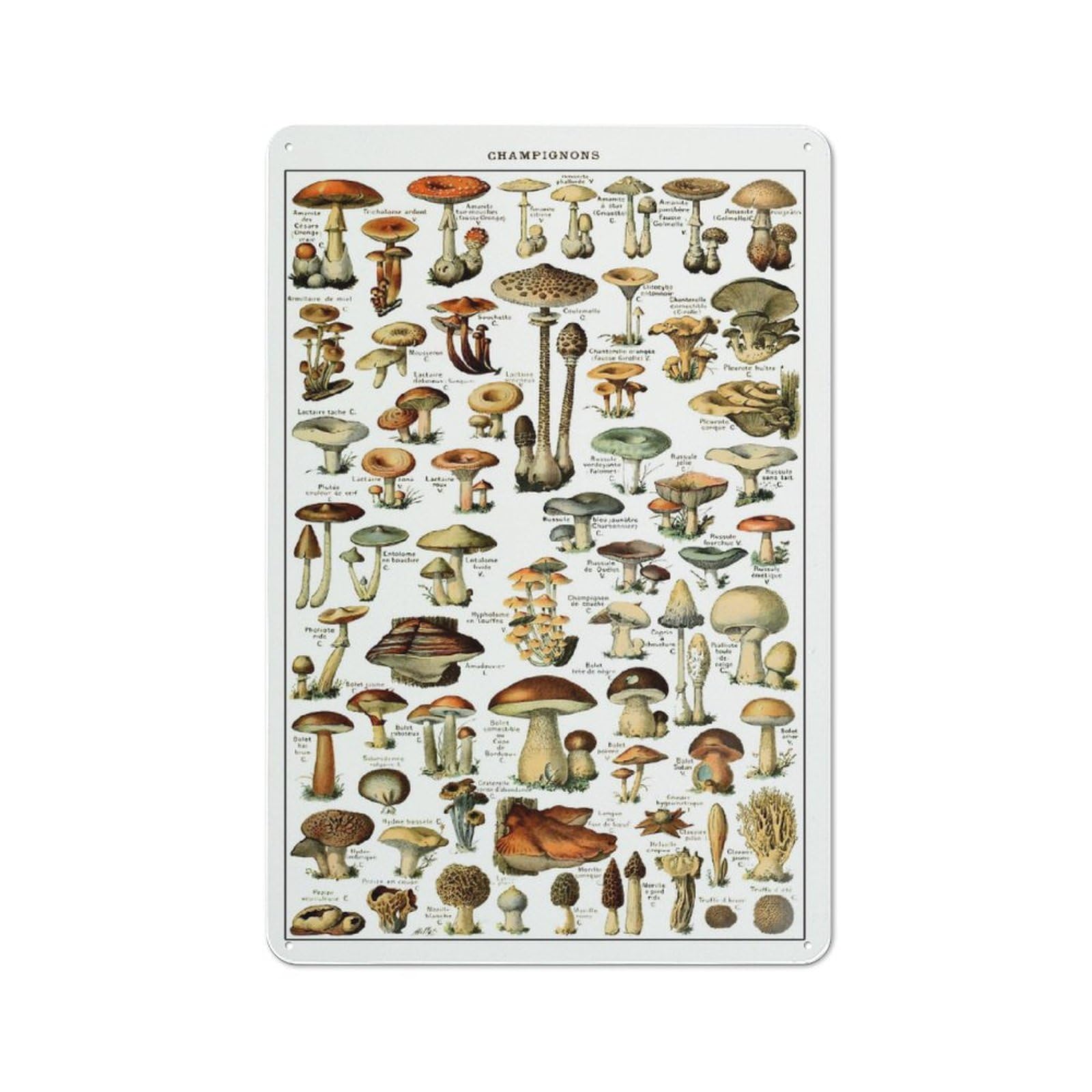 Metal Wall Plaque with Vinatge Mushrooms Design 30x20cm, Retro Room Wall Plaque for Home, Shop, Pub Or Studio Wall