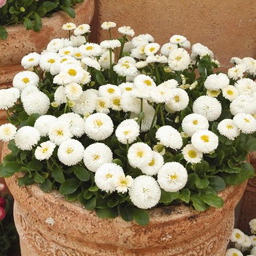 Miniatura 8 de Outsidepride Red Bellis - Semillas de margaritas inglesas para plantar, 5000 unidades, semillas de flores compactas con flores similares a botones,