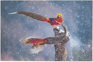 Golden Pheasant In Snow Flying Dancing Beautiful A Pair Chicken Bird Animal Poster Room Aesthetics Posters Canvas Posters Bedroom Decoration Sports Office Decoration Gifts Wall Art Decoration Printing
