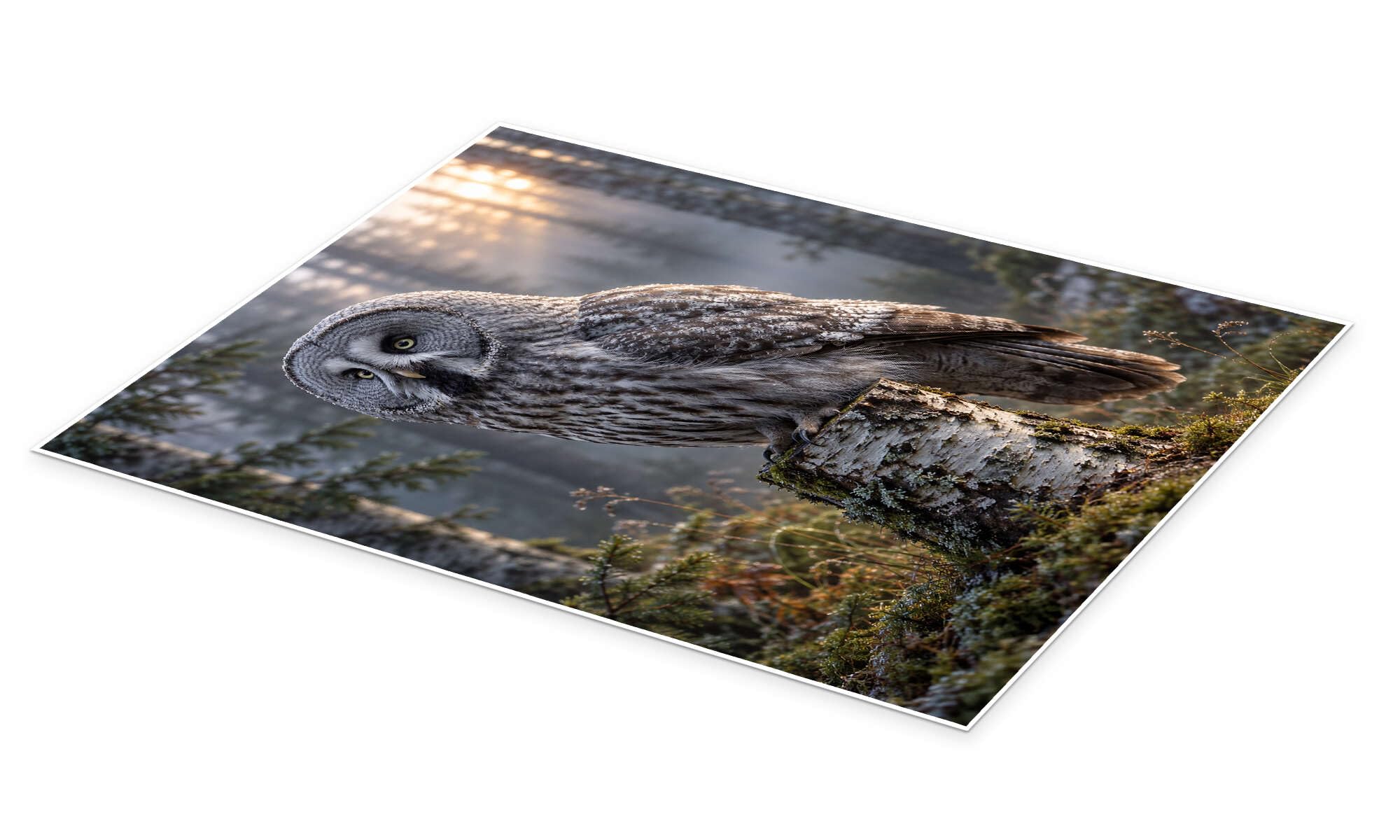 Owl on birch stump Plakat