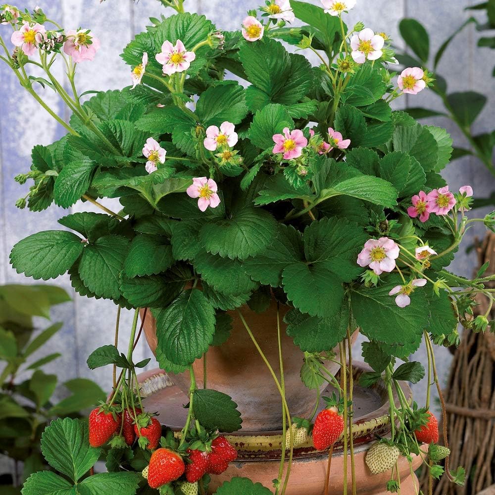 Strawberry Plug Plants. 'Rosana F1'. Trailing Fruit. Everbearing