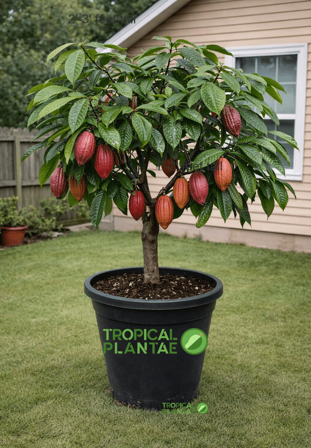 Cacao Tree (Theobroma Cacao) – Live Tropical Cacao Plant – USDA Certified (2-3 feet)