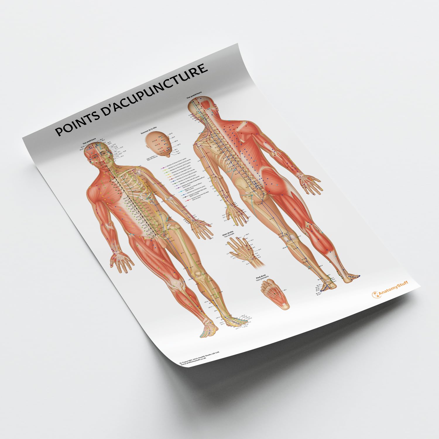 Anatomy Stuff Affiche des Points d’Acupuncture, FRANÇAIS, 45 x 60 cm / 18 x 24 pouces, Diagramme des Points d’Acupuncture