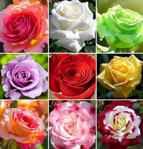 Más de 100 semillas de rosas raras colores mezclados Flores Jardín Plantación