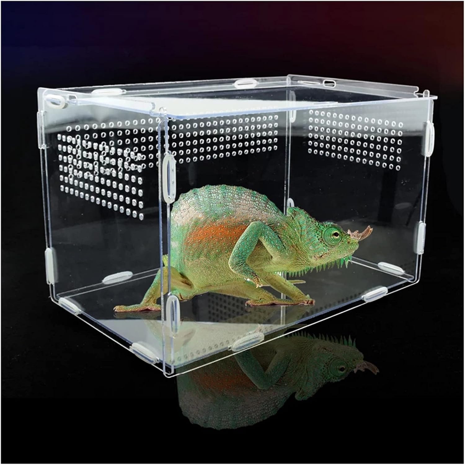 爬虫類ヘビクモトカゲスコーピオンムカデ角のあるカエルヤモリカブトムシカメレオン昆虫繁殖箱