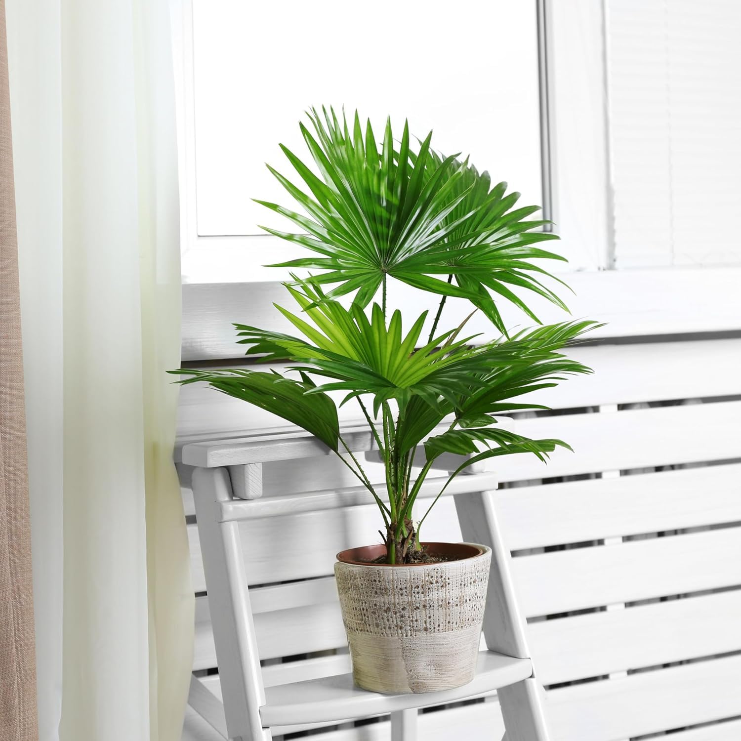 Happy Plants Livistonia Fcherpalme I 75 cm x  17 cm, tropische Palme  Zimmerpalme Zimmerpflanze gro, Kbelpflanze Topfpflanze Grnpflanze  echte-Palme, frisch aus unserer Grtnerei : Amazon.de: Garten