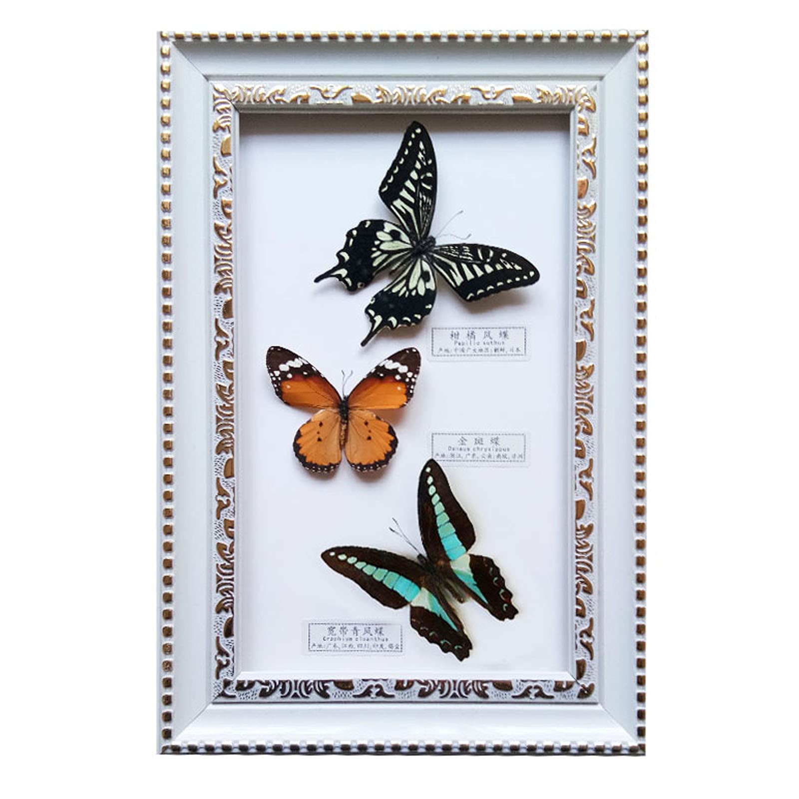 Guoyoocc C Guoyooc Real Taxidermy Mounted Under Glass,Exquisite Butterflies Insect Specimen Handmade Gift For Friends Home Decorate Ornament Butterfly Wall Art,Natural Real Butterfly Specimen