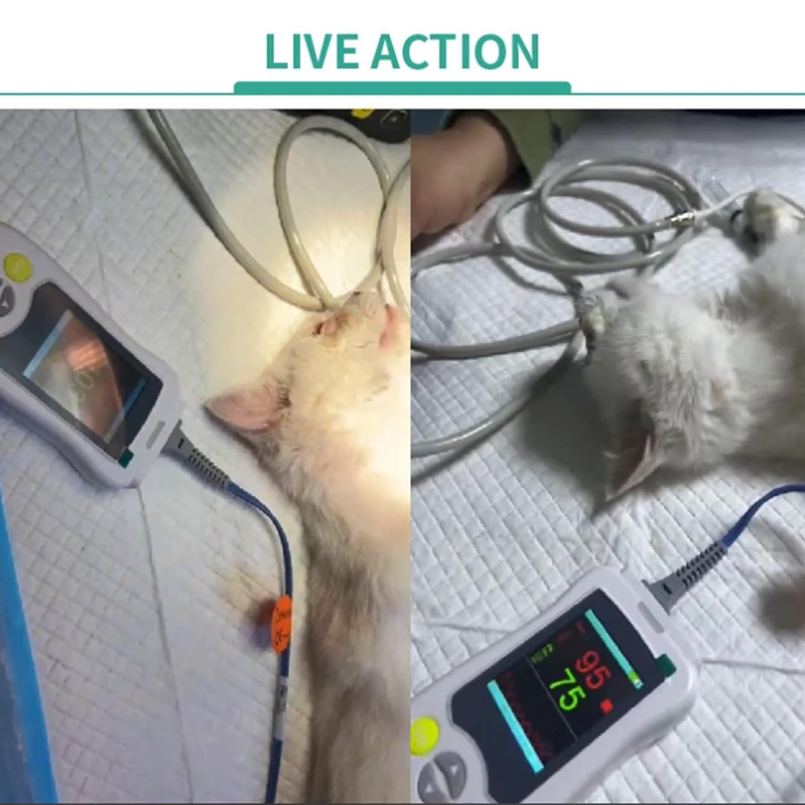Pulsossimetro per Animali - Display HD LCD da 2,4 Pollici, Sensore Auricolare/Linguetta, con Sonda per L'Ossigeno nel Sangue + Linea di Temperatura, per Gatti, Cani E Piccoli Animali
