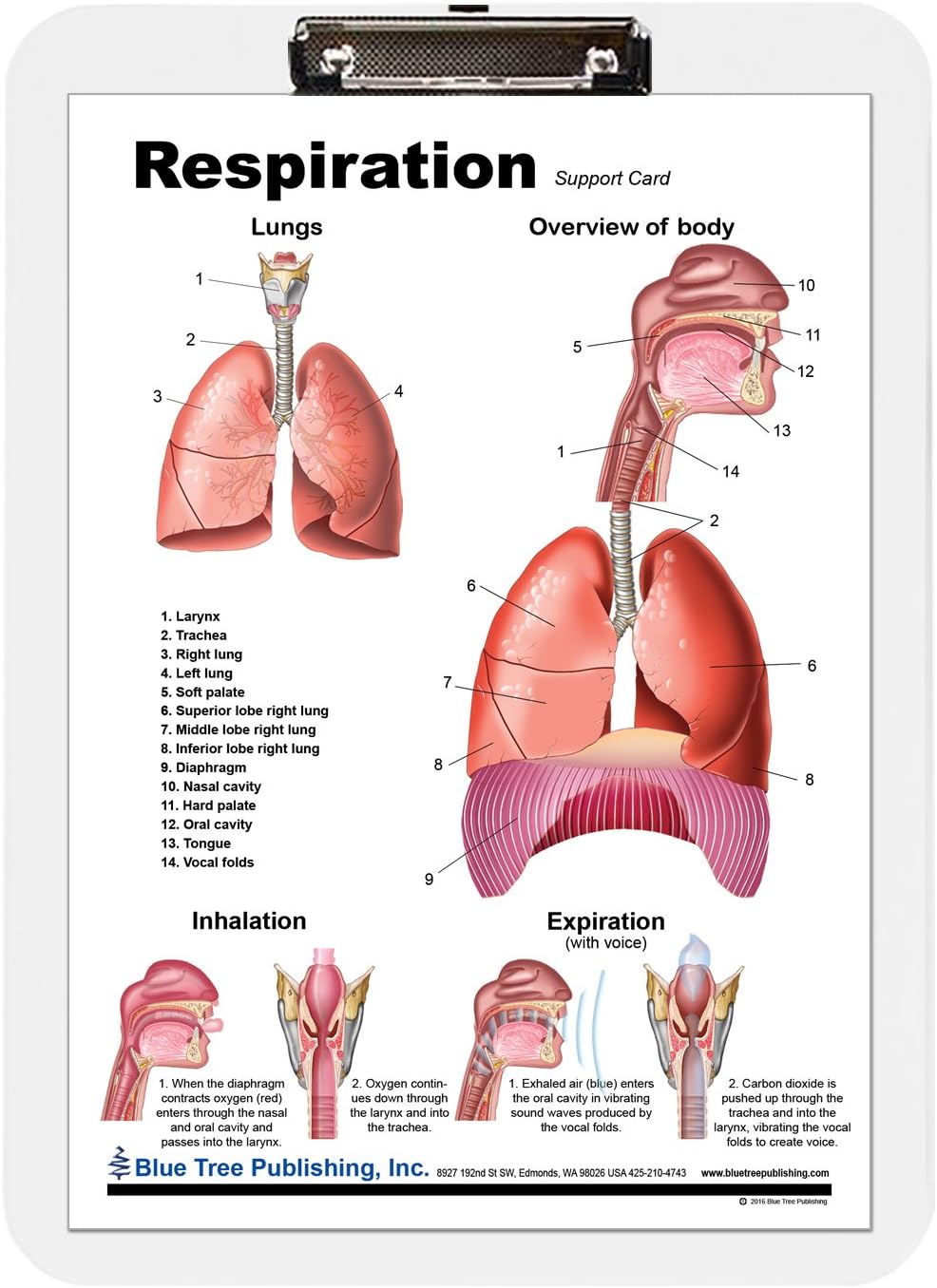 Lung Charts (Clip Board)