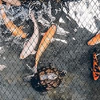 Vista 5 de Red de estanque de 25 x 49 pies, red para estanque para hojas, cubierta de estanque Koi, red de estanque Koi resistente, cubierta protectora