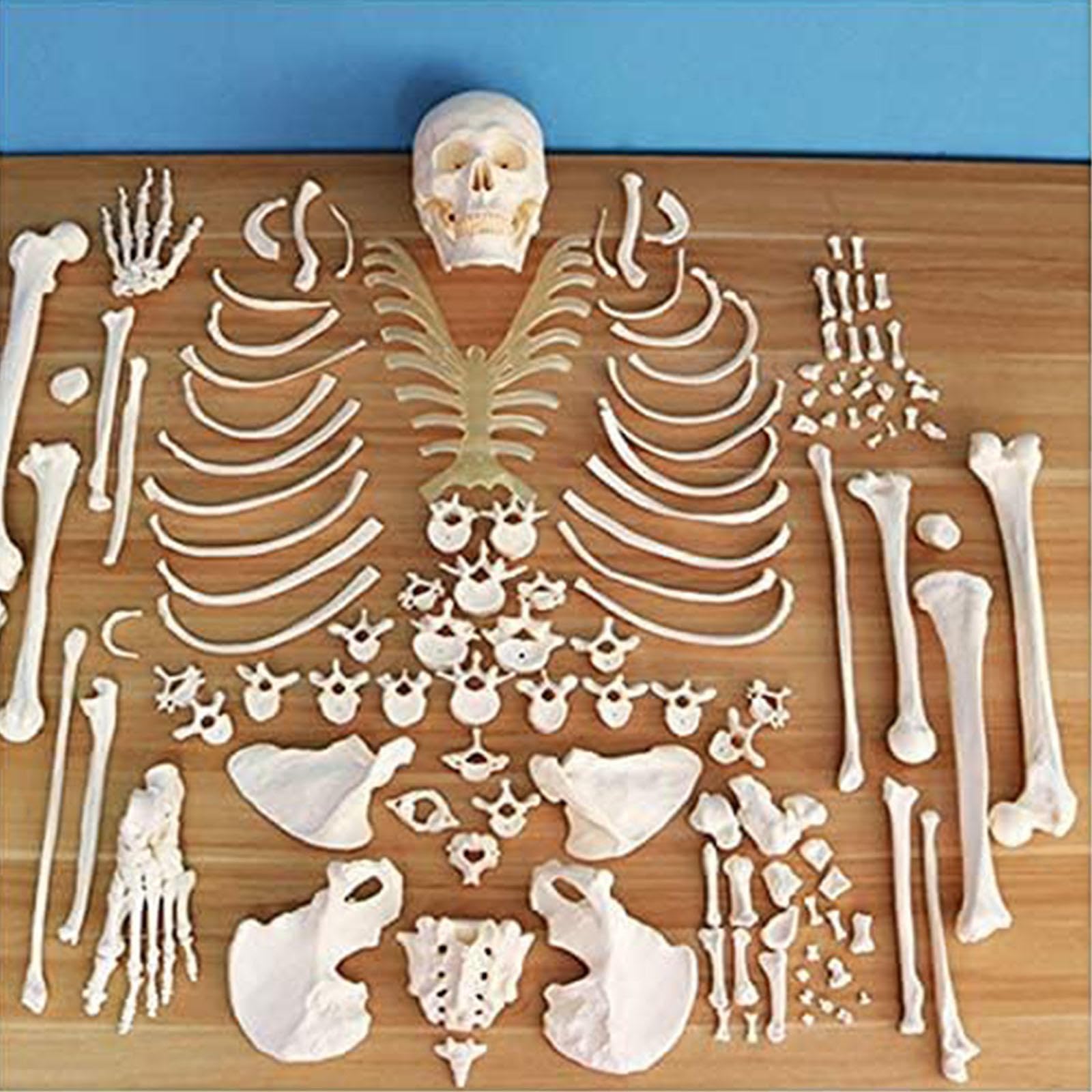 Model ludzkiego szkieletu naturalnej wielkości do anatomii, rozczłonkowane 206 kości z PVC