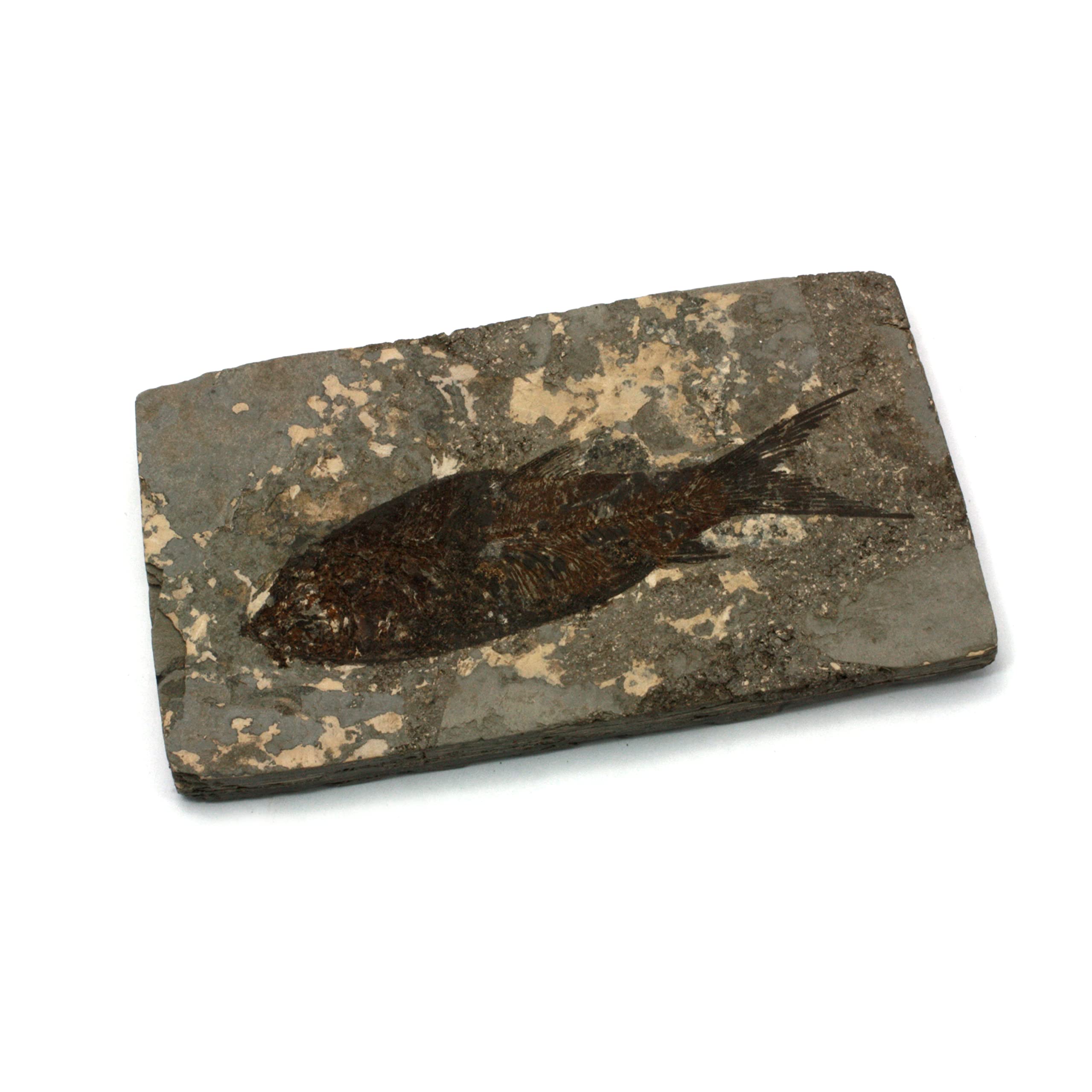 CrystalAge Jianghanichthys Boîte cadeau poisson fossile