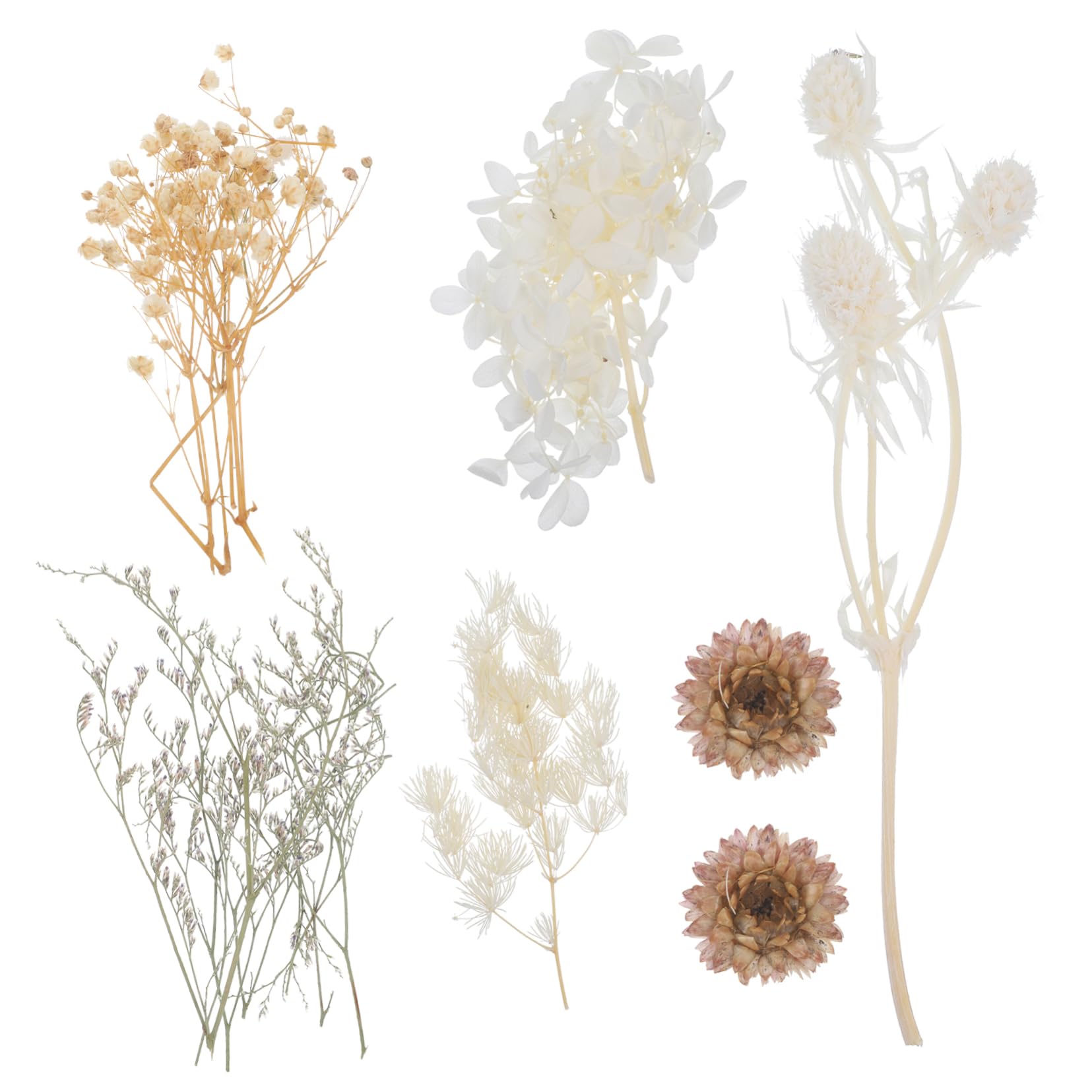 STOBAZA 5sätze Dried Pressed Flowers Für Resin Craft Echte Trockenblumen Für Kerzenherstellung Handyhüllen Karten Und Mehr Leicht Und Pflegeleicht Für Kreative Projekte