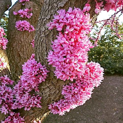 Fresh Seeds - 20 Seeds Judas Tree (Cercis Siliquastrum) Mediterranean Redbud Plant #TOP5
