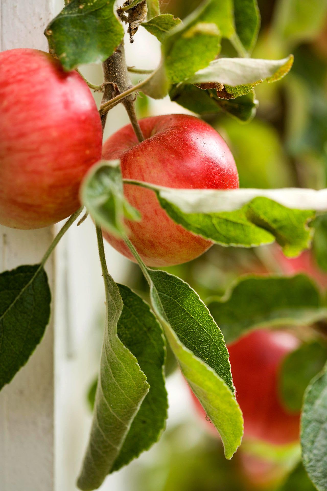 See full amazon price history chart for Anna Apple Grafted Hybrid Fruit Live Plant For Home Gardening Indoor Outdoor Apple Fruit Live Plants Anna Apple Grafted Hybrid Fruit Live Plant For Home Gardening Indoor Outdoor Apple Fruit Live Plants (B0CHYF8VBL) Amazon Price History, Amazon Price Tracker
