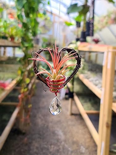Miniatura 3 de Corona de corazón de vid natural para colgar plantas de aire con prisma arco iris gema atrapasueños por The Drunken Gnomo Ionantha Airplant incluido