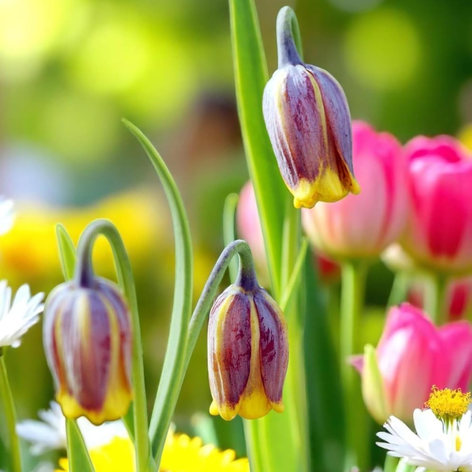 Carbeth Plants 50 x Fritillaria Uva Vulpis Spring Bulbs — image 1