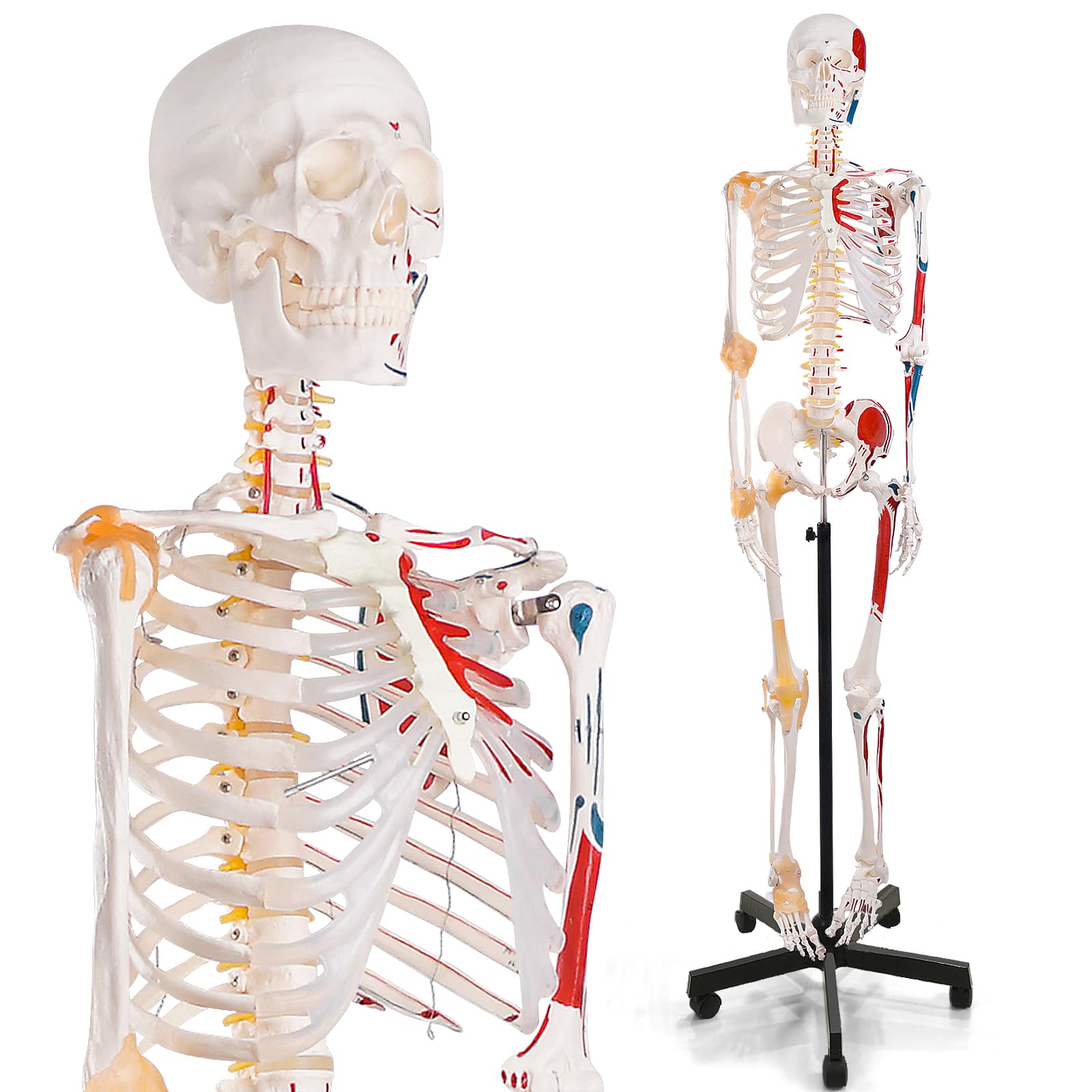 breesky 70.8 Inches Human Skeleton Model for Anatomy - Life Size Medical Human Skeleton Model with ligament，with Nervous System 70.8 in with Rolling Stand for Medical Study and Display