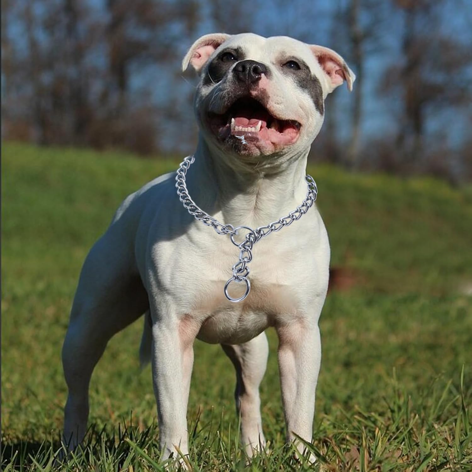 Small Dog Chain Collars,No Pull Training Collars for Dogs image 3