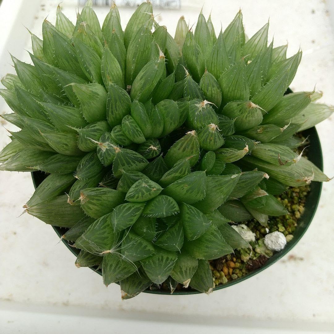Amazon.co.jp: ?ハオルチア 多肉植物 (抜き苗3頭)? : DIY・工具・ガーデン
