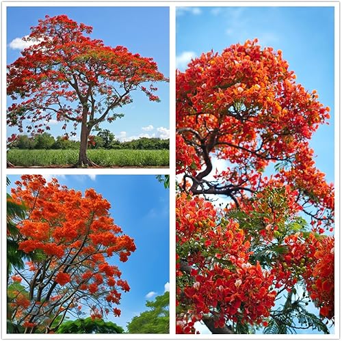 30 semillas de árbol Royal Poinciana, semillas de árbol bonsái Delonix Regia, semillas de árbol ornamental exótico para jardín, paisajismo y cultivo