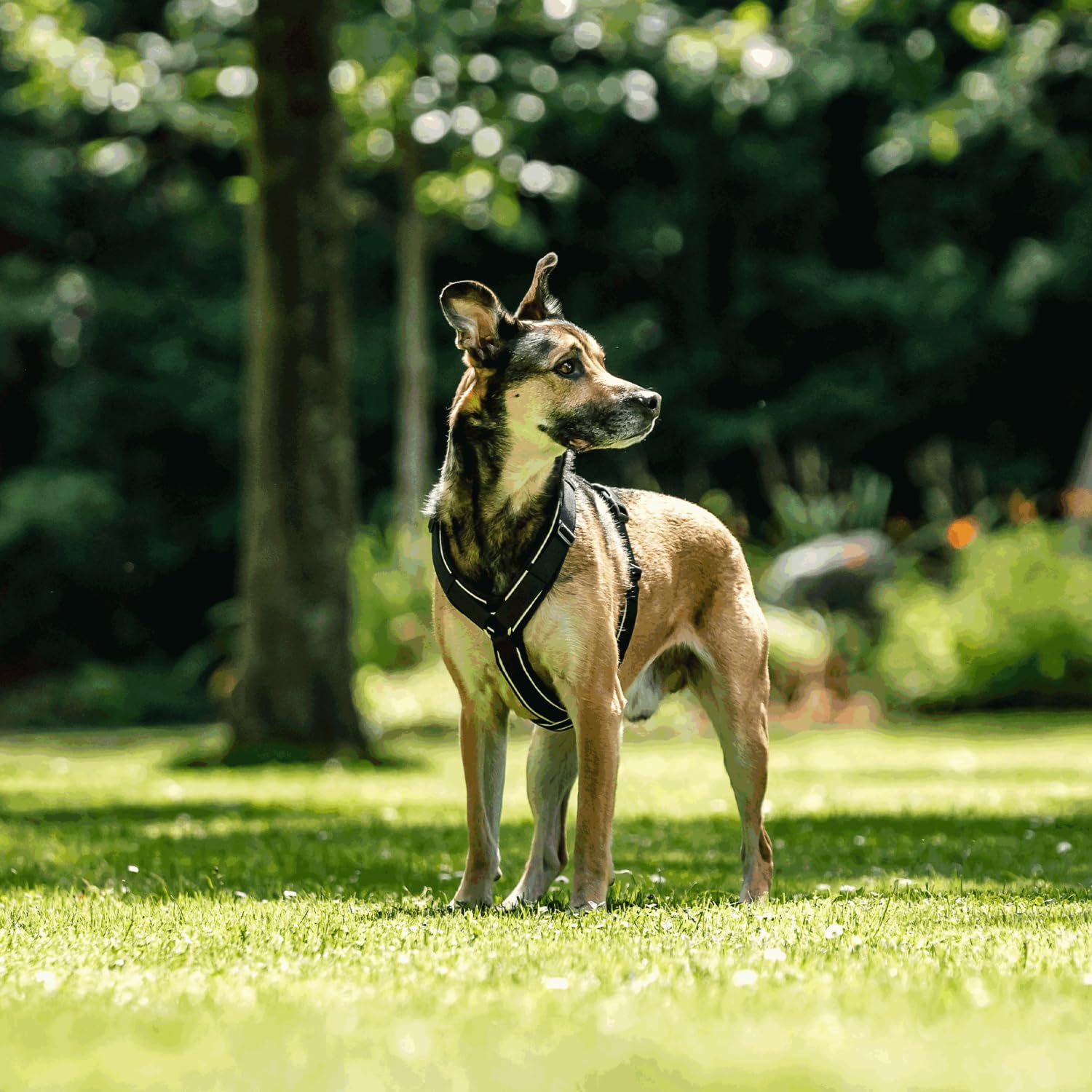 Sprenger Y-Geschirr 2.0 Hundegeschirr, Größe XL – reflektierend, Softshell-gepolstert, stufenlos verstellbar, Schwarz