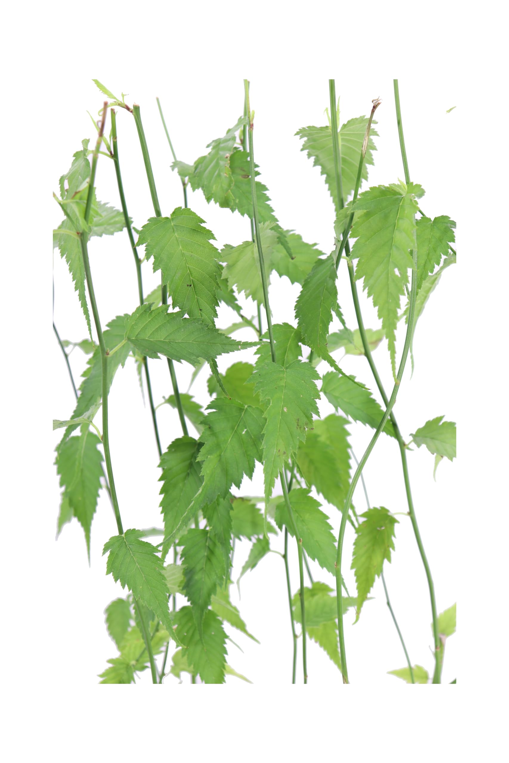 Pianta di Kerria Japonica Pleniflora Pianta di Rosa Giapponese pianta da esterno pianta da fiore giallo pianta ornamentale cespuglio di Kerria pianta vera venduta da eGarden.store