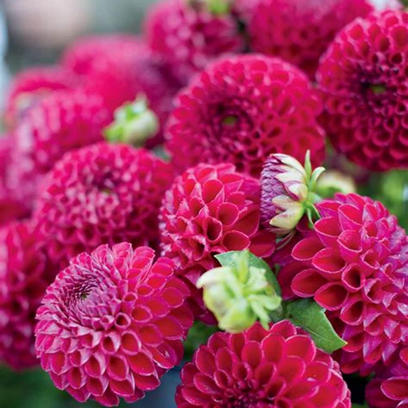 Dahlia Bulbs Mix for Planting Now UK,Hardy Perennial,Dahlia tubers Bulk,Strong Plants That Grow Well,Beauty of Garden,Wedding Flowers,Gift Ready-6bulbs-J