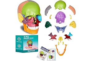 Human Skull Model for Anatomy, 15 Parts Human Anatomy Exploded Skull