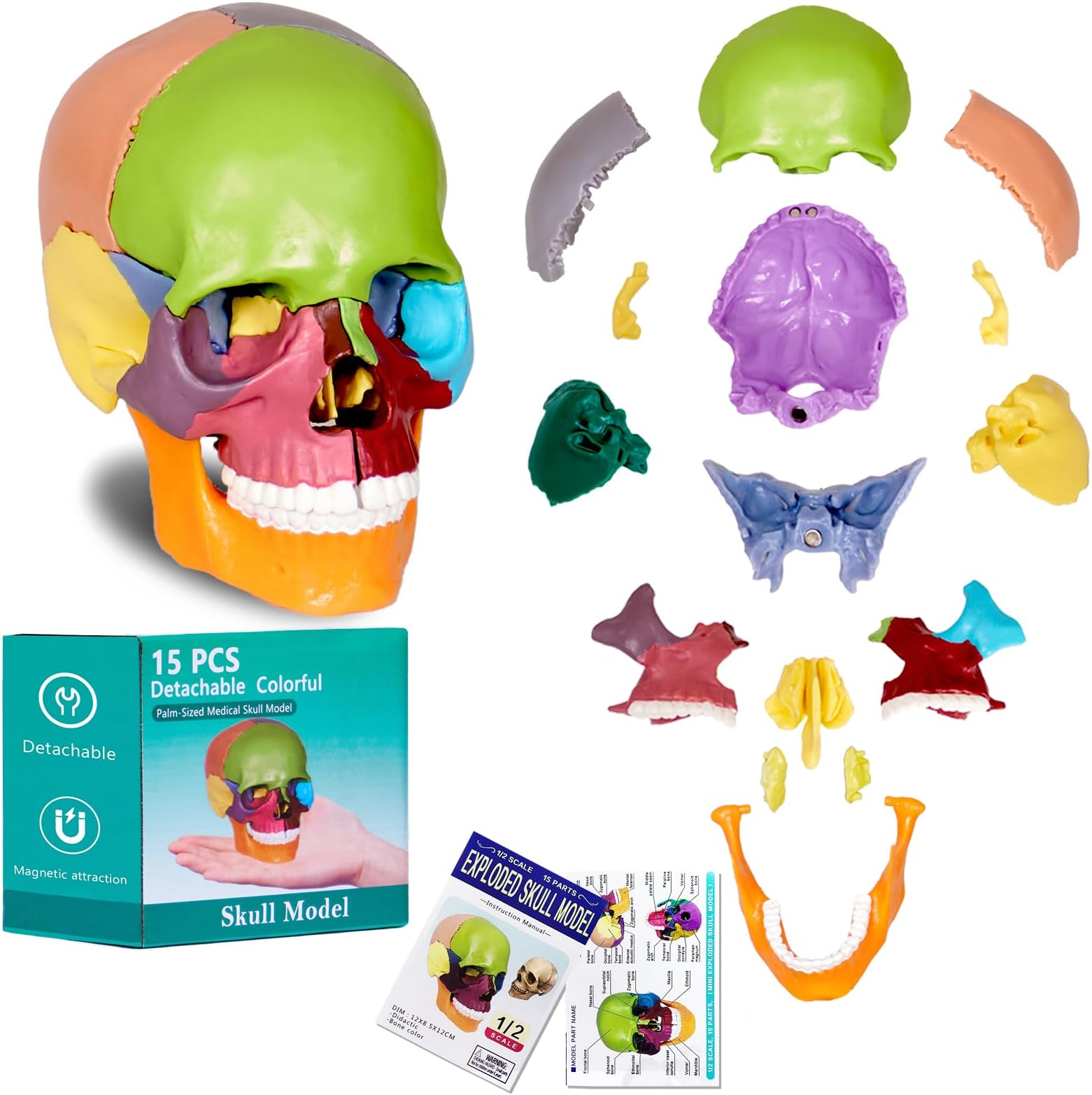 - breesky Human Skull Model for Anatomy, 15 Parts Human Anatomy Exploded Skull, Detachable Palm-Sized Mini Human Color Medical Skull Model, Learning with Color Study Manual