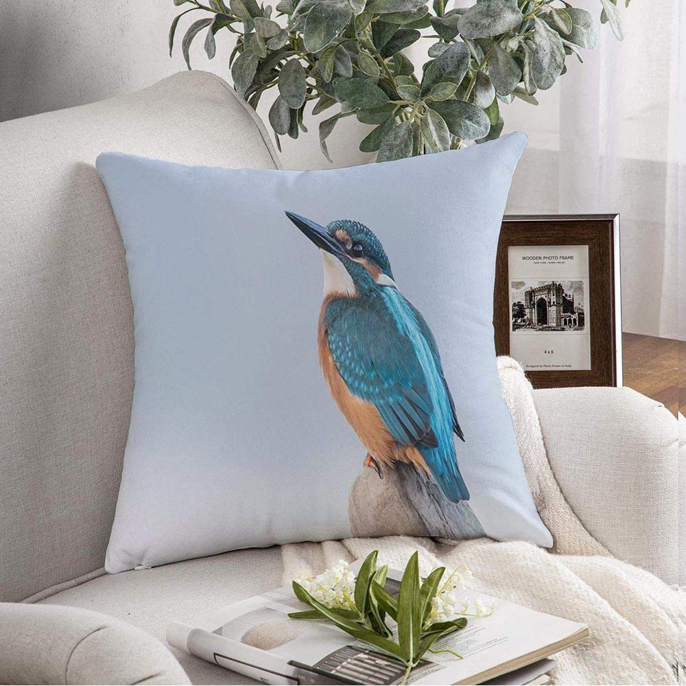Throw Pillow Pillowcase Beautiful Nature with Birdwatching Scene Common Kingfisher Alcedo Meadow Animals Singing Wildlife Throw Pillow Cover Square Cushion for Couch Chair Bedding 18x18 Inch